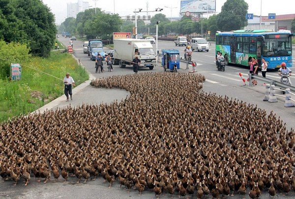 Cina, un esercito di anatre per fermare le locuste Cina, un esercito di anatre per fermare le locuste
