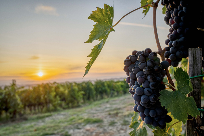 USA. Il profumo del vino campano alla conquista della terra americana USA. Il profumo del vino campano alla conquista della terra americana