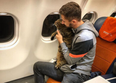 Gatto “grasso” respinto al check-in. Padrone se ne frega e lo porta in volo