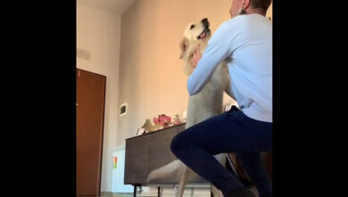 Ansia da Coronavirus: prigionieri in casa, cani e gatti pazzi per la gioia