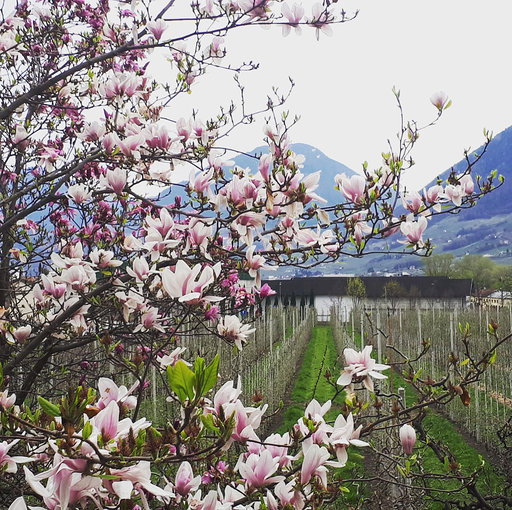 Coronavirus, iniziativa da Merano: ammiriamo la città dalle finestre di casa Coronavirus, iniziativa da Merano: ammiriamo la città dalle finestre di casa