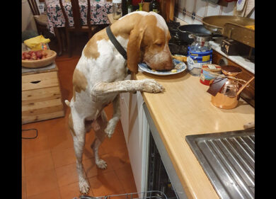 Cà Zampa, al via la campagna social sui momenti di vita con Fido e Felix