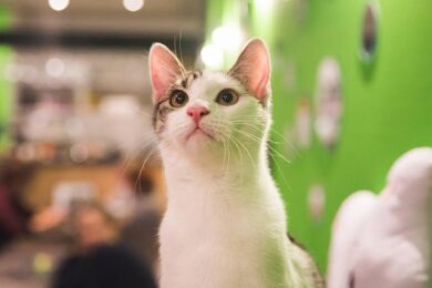 Coronavirus, positivo un gatto a Hong Kong, la donna con cui vive è contagiata