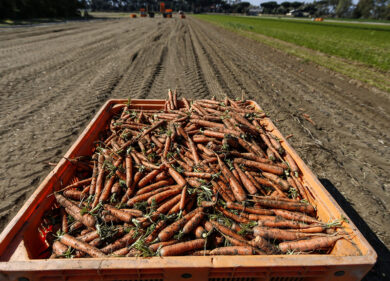 Allarme frutta e verdura: il gelo nel Lazio ha devastato i raccolti e le gemme