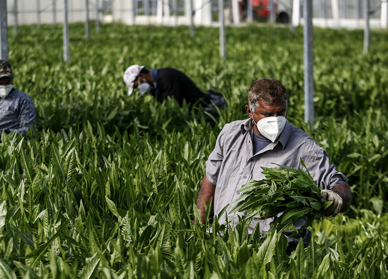 Allarme frutta e verdura: il gelo nel Lazio ha devastato i raccolti e le gemme