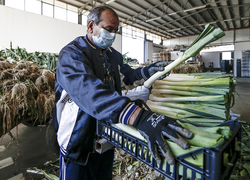 Allarme frutta e verdura: il gelo nel Lazio ha devastato i raccolti e le gemme
