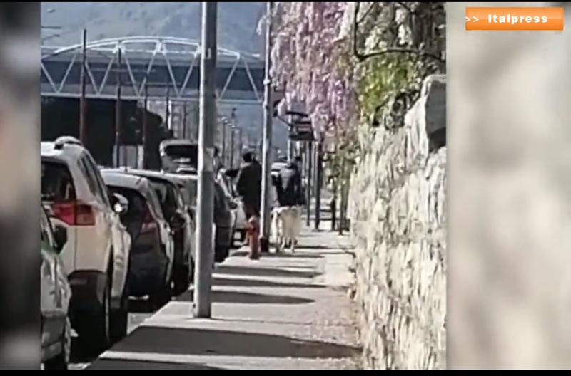 Galleria foto 'Palermo, gira con una pecora al guinzaglio per uscire da casa: multato' - foto 1
