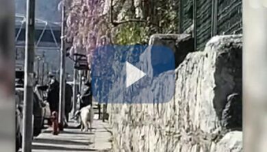 Palermo, gira con una pecora al guinzaglio per uscire da casa: multato