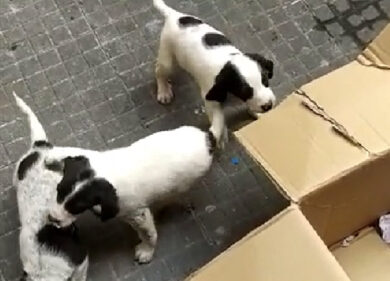 Cuccioli di cani abbandonati in uno scatolone: i 7 piccoli salvati dai vigili