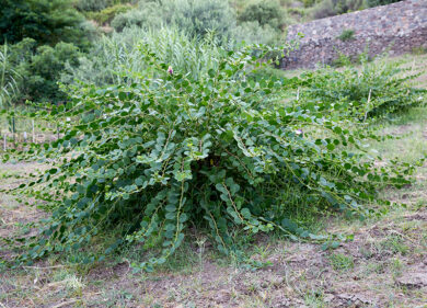 Cappero delle isole Eolie Dop, arriva il riconoscimento di eccellenza dell’Ue