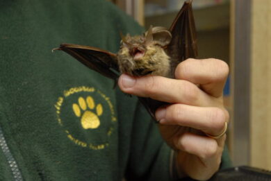 Coronavirus, associazioni animaliste al ministro: “Pipistrelli sono innocui”