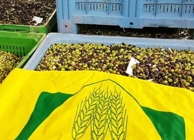 Olitalia rinnova l’accordo con Coldiretti per olio di girasole 100% italiano