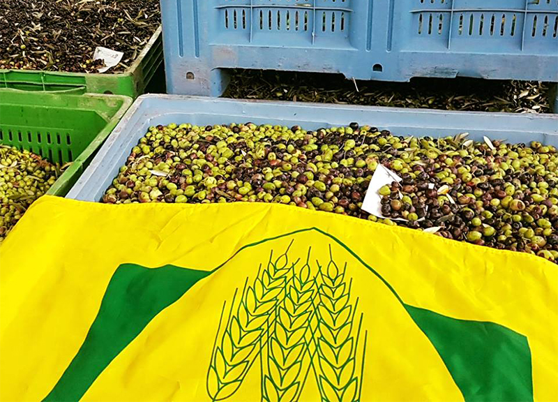 Olitalia rinnova l’accordo con Coldiretti per olio di girasole 100% italiano Olitalia rinnova l’accordo con Coldiretti per olio di girasole 100% italiano