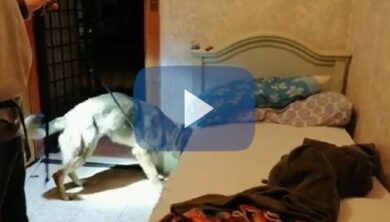 Droga, presa la banda di Ponte di Nona: così “Cacetto” gestiva lo spaccio