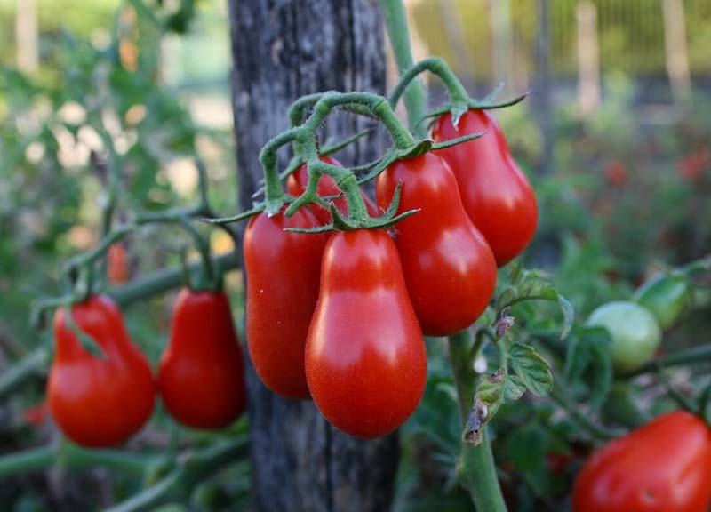 Invitalia, maxi-investimento e contratto di sviluppo per l’agroalimentare. Invitalia, maxi-investimento e contratto di sviluppo per l’agroalimentare.