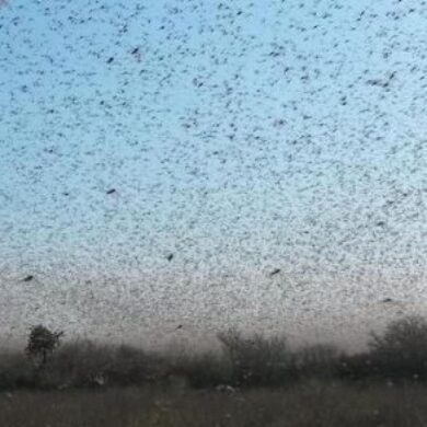 Tempi biblici con la piaga delle cavallette