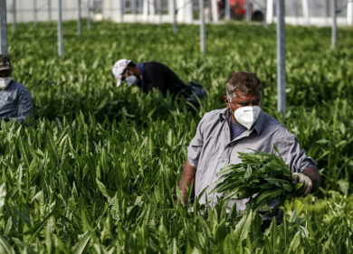 Coronavirus: la sanatoria migranti non decolla, solo 10 mila le domande valide