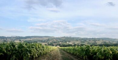 Coronavirus, fase 3: accordo tabacco 2020, tutela per 50mila posti di lavoro