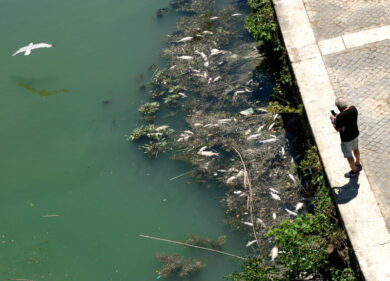 Moria di pesci nel Tevere, la scoperta: nell’acqua tracce di sostanze tossiche