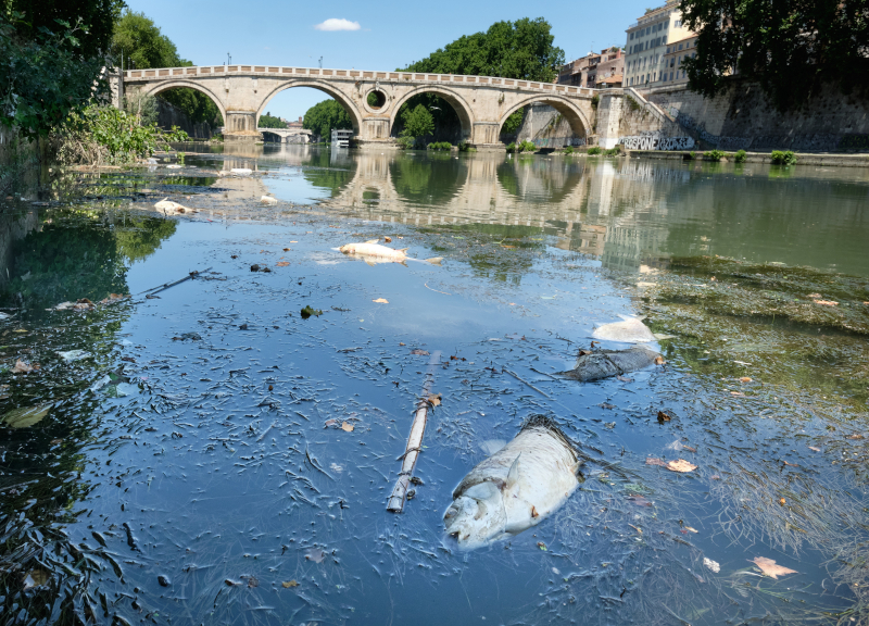 Moria di pesci nel Tevere, la scoperta: nell’acqua tracce di sostanze tossiche