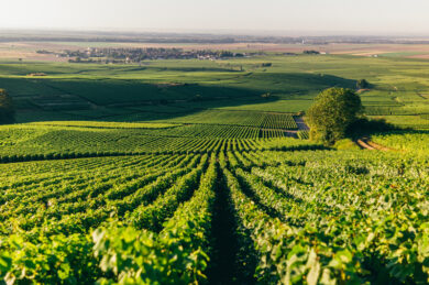 Piper-Heidsieck, una storia d’amore per lo champagne che dura da 235 anni