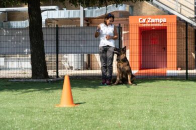 Cani in ufficio, giornata mondiale: convivere sereni, anche in smart working