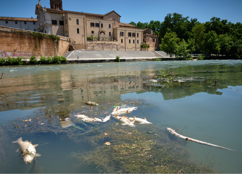 “Disseteremo Roma con l’acqua del Tevere”: la promessa di Acea agli azionisti “Disseteremo Roma con l’acqua del Tevere”: la promessa di Acea agli azionisti