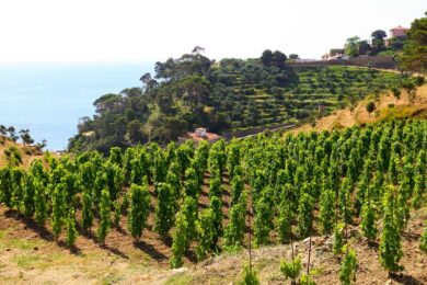 Frescobaldi sostiene i detenuti con l’ottava vendemmia di “Gorgona”