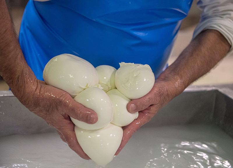 Mozzarella di bufala dop, è al via la campagna d’estate con Casa Surace Mozzarella di bufala dop, è al via la campagna d’estate con Casa Surace