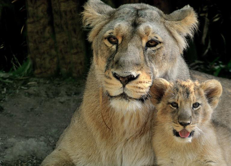 Nuovi cittadini romani: al Bioparco hic sunt leones. Il debutto in società Nuovi cittadini romani: al Bioparco hic sunt leones. Il debutto in società