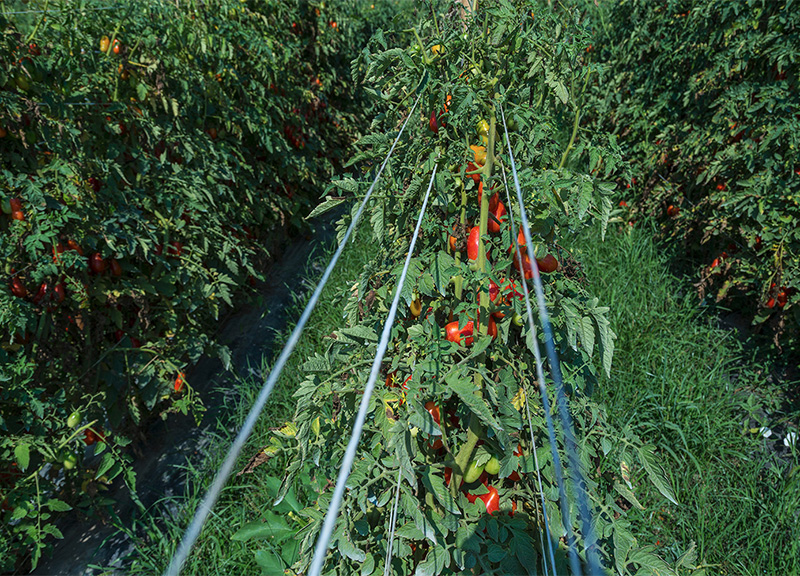 Pozzuoli, con il Mac l’agricoltura di qualità rigenera le aree abbandonate Pozzuoli, con il Mac l’agricoltura di qualità rigenera le aree abbandonate