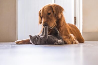 Amici a quattro zampe: Bayer lancia il nuovo portale mypetandme.bayer.com