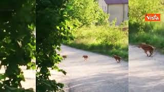 Una famiglia di cinghiali passeggia per le vie di Campobasso, il servizio