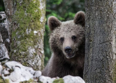 Trento, fuggito di nuovo orso M49 dal Casteller ma stavolta ha un radiocollare