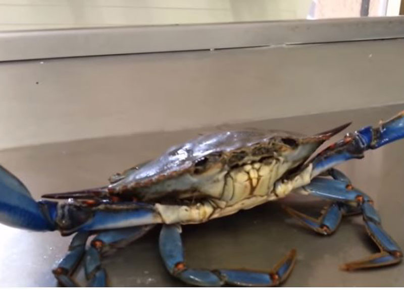 Granchio blu, pescatori albanesi disperati: è la loro “bestia nera” Granchio blu, pescatori albanesi disperati: è la loro “bestia nera”