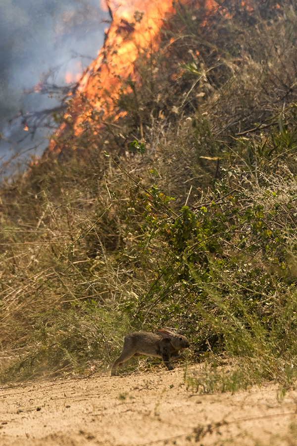 California, vasto incendio a est di LA: 8000 persone evacuate California, vasto incendio a est di LA: 8000 persone evacuate