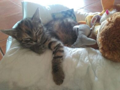 8 agosto, Giornata mondiale del gatto: la lettera aperta di Assalco al Governo