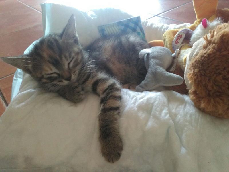 8 agosto, Giornata mondiale del gatto: la lettera aperta di Assalco al Governo 8 agosto, Giornata mondiale del gatto: la lettera aperta di Assalco al Governo