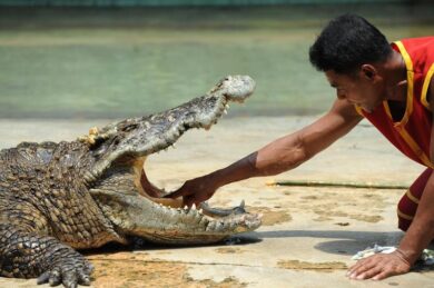 Zoo di Belgrado, il caimano più vecchio al mondo compie 83 anni