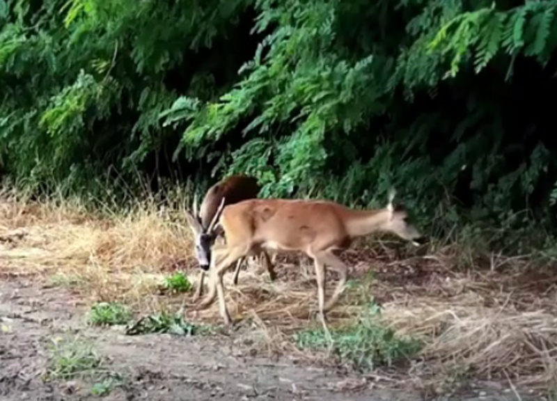 Il corteggiamento e l’accoppiamento del capriolo ripreso da una fototrappola Il corteggiamento e l’accoppiamento del capriolo ripreso da una fototrappola