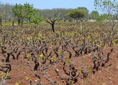 Riscaldamento globale, solo in Italia a rischio mille chilometri di superficie