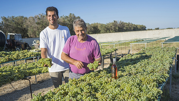 Nel Salento le prime vendemmie d’Italia, già conferite le uve bianche di Fiano
