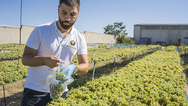 Nel Salento le prime vendemmie d’Italia, già conferite le uve bianche di Fiano