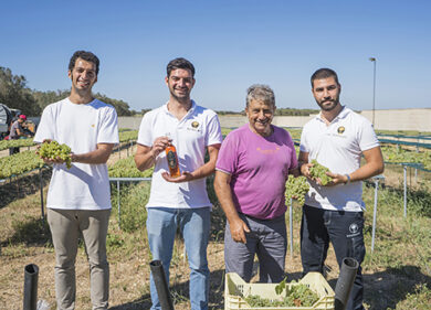 Nel Salento le prime vendemmie d’Italia, già conferite le uve bianche di Fiano