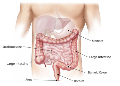 Tumore del colon retto, coppia di anticorpi raddoppia la sopravvivenza