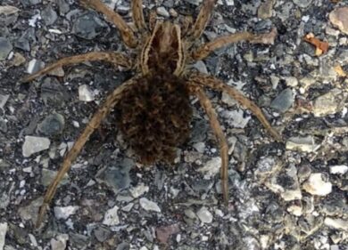 Un ragno lupo crea il panico nell’aeroporto di Orio al Serio