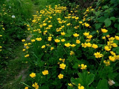 Fiori, il ranuncolo vince sulla rosa: il mercato interno punta a sostenibilità