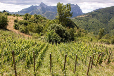 Vino toscano, per la promozione sui mercati internazionali 13,5 milioni