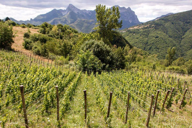 Vino toscano, per la promozione sui mercati internazionali 13,5 milioni Vino toscano, per la promozione sui mercati internazionali 13,5 milioni