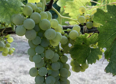 In Gazzetta ufficiale le modifiche al disciplinare dei tre Docg irpini